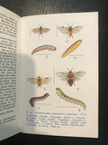 The Observer's Book  of Common Insects & Spiders 1960 ID: 04