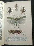 The Observer's Book  of Common Insects & Spiders 1960 ID: 04