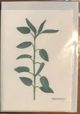 Beautiful set of 8 8ards of Herbs Imported from Germany - CC138